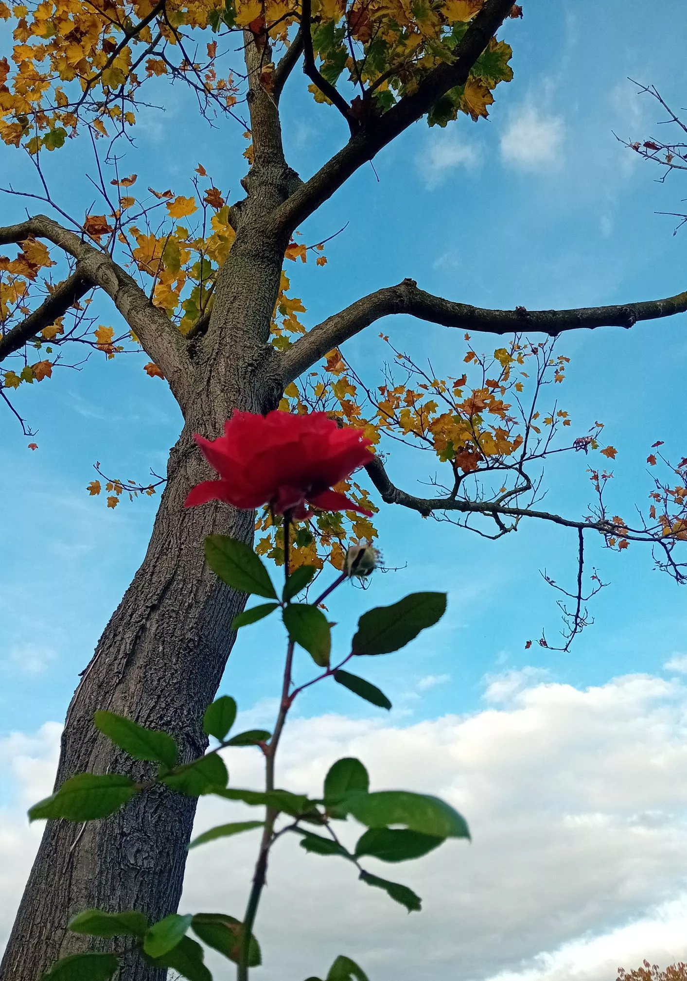 Rose an einem Baum